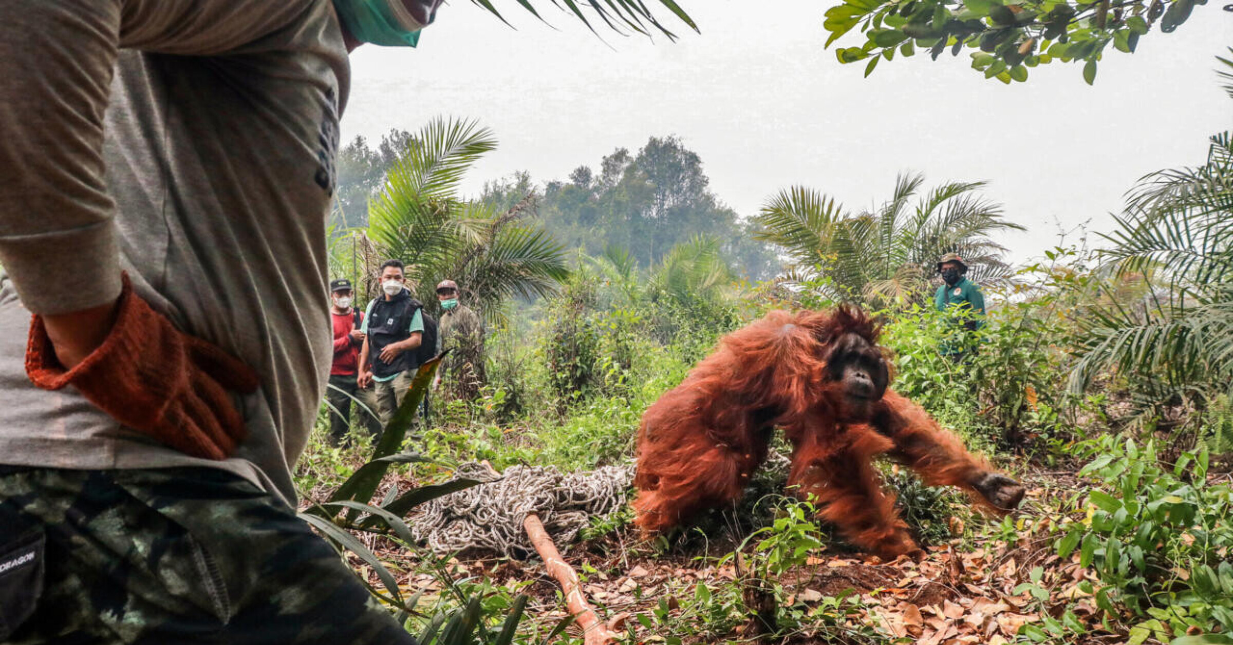 Dutzende vom Aussterben bedrohte Orang-Utans wurden vor den grassierenden ...