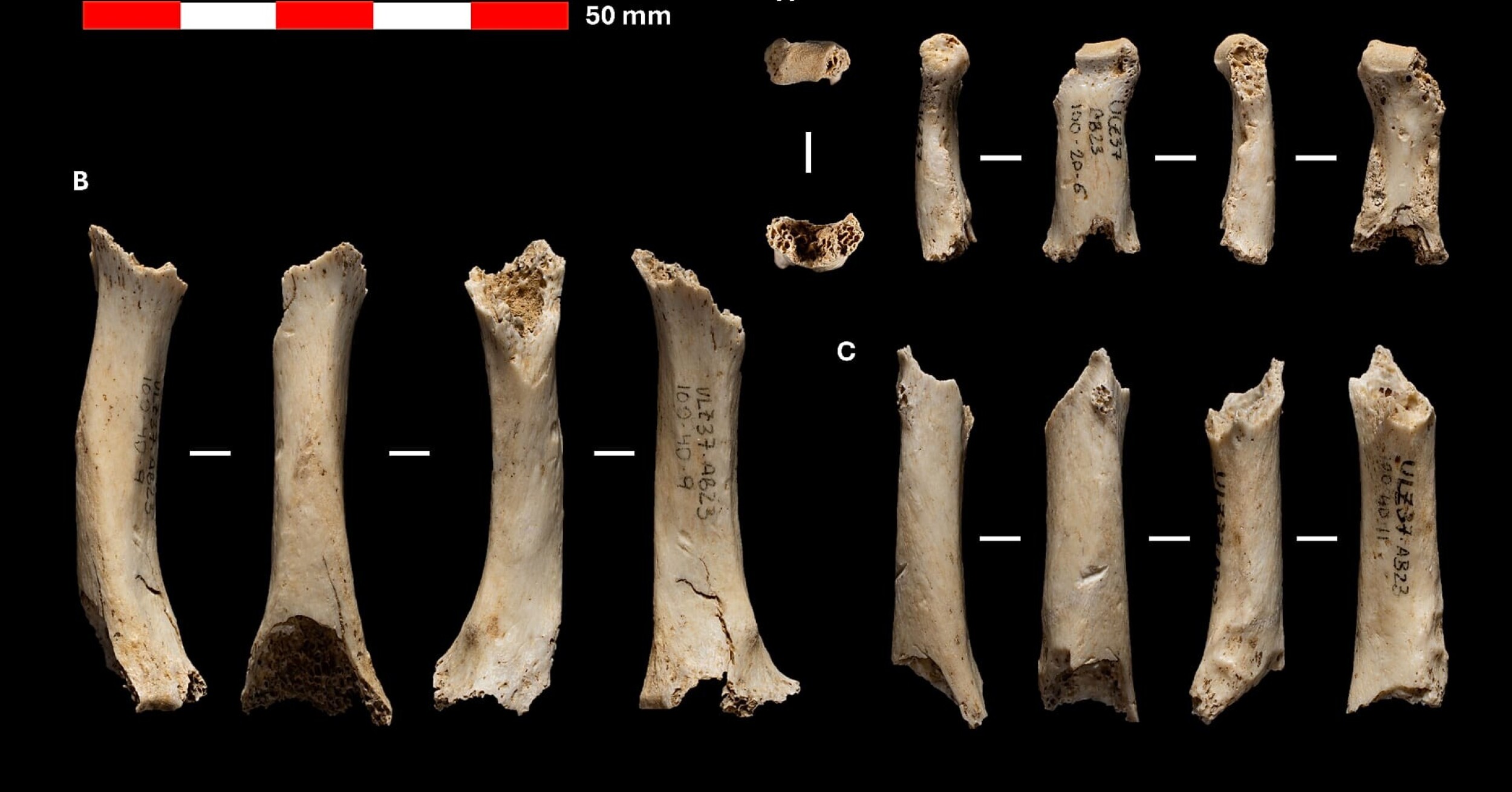 46.000 Jahre alte Neandertaler-Überreste in der Abauntz-Höhle in Navarra ...