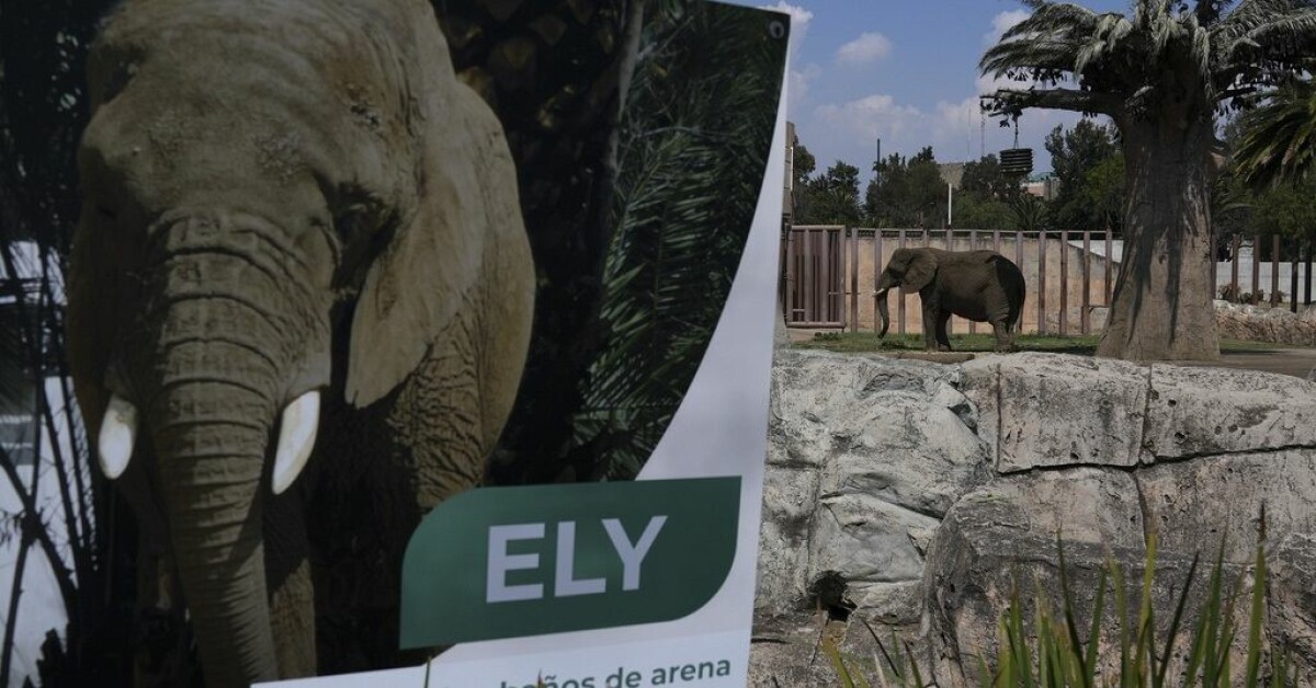 Mexico's top court orders zoo to take better care of African elephant